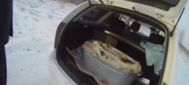 В Хакасии поймали браконьеров из Красноярского края