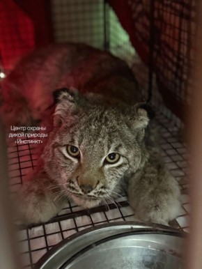 ������-������ ���������� ��������� � �������� �����������, ������ �������� �� ������������ �� ����