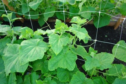 ��� ��������� ������ �� ����: ������� ��������� ������