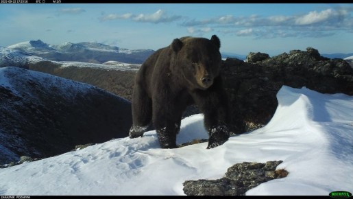 ������� ���������� � �������, � ��������� �������� ����� �. �. ������ ������������� ����� ����������