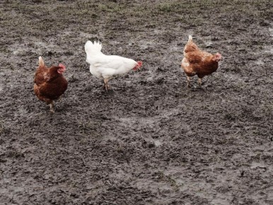 Как куриный помет поможет вам вырастить шикарные растения