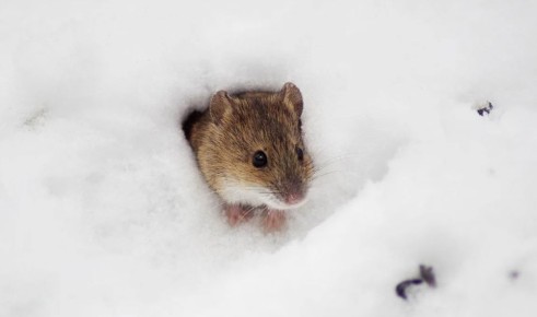 �� ���� � ������� �������: ����������� ������ ������ � ������ ������