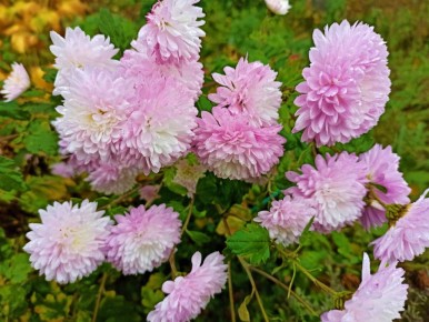 Осторожно: опасные растения в вашем саду, способные вызвать головные боли и аллергию