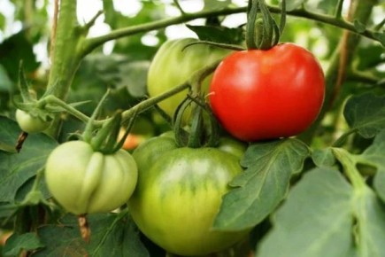 ����������� ������ �� ������� ������� ������� � �������� �����