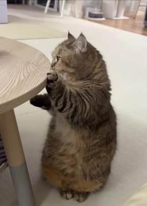 ������ ����, �������! ���� � ��������!