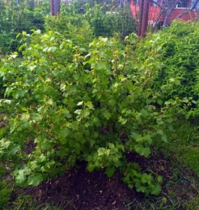 ��� ��������� ��������� � ��������� ������ �� ��������� ���