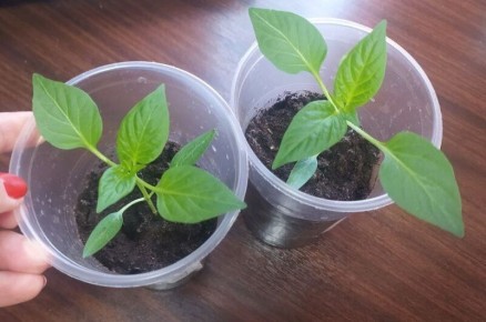 ��� ������� ��������� ������� ��� ������� ����� � �������