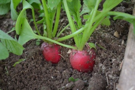 Как успешно вырастить редис зимой в домашних условиях