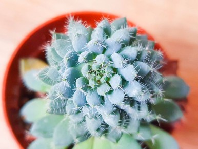 ��� ��������� ��������� �� ����� ���������: ������� ������ ��� ��������� ������