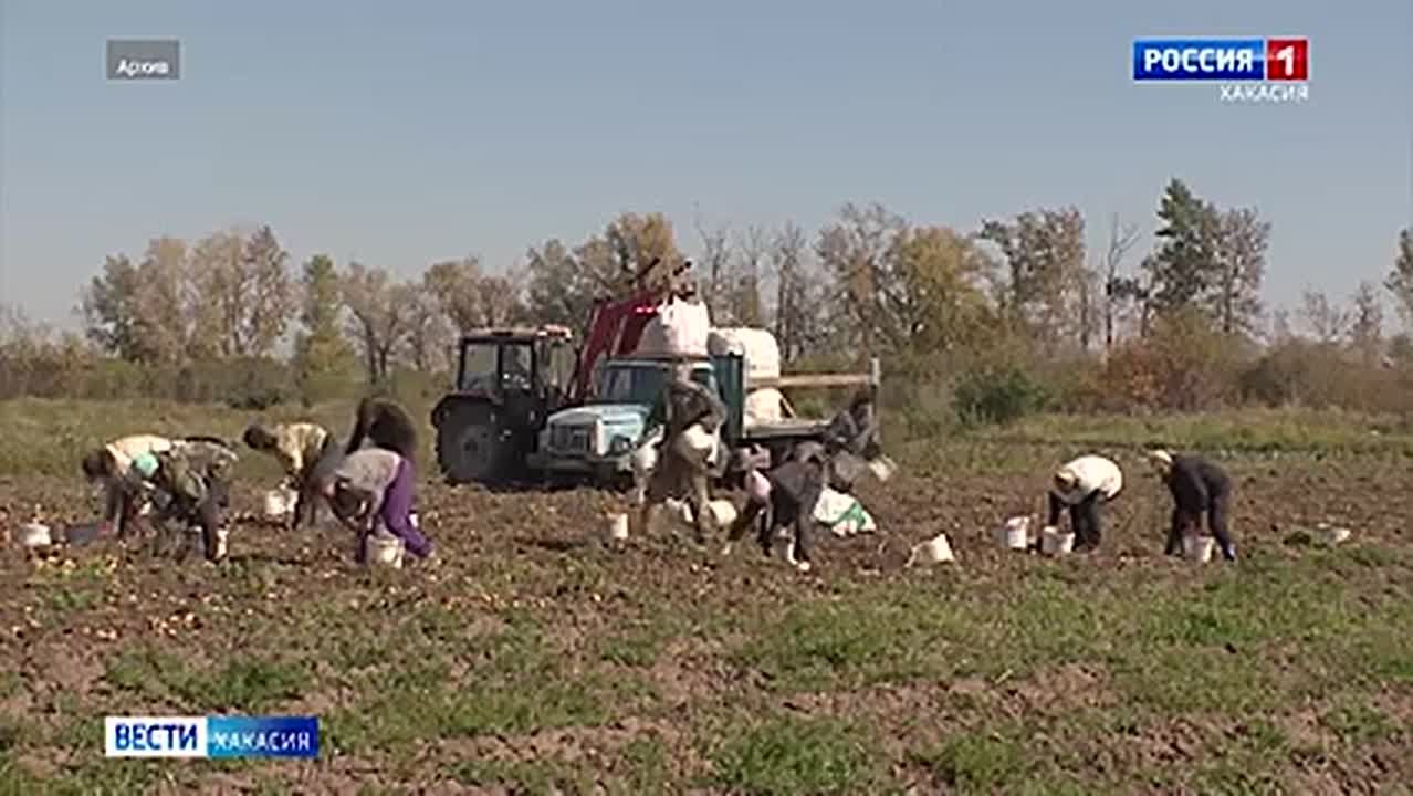 В сельском хозяйстве Хакасии катастрофически не хватает рабочих рук