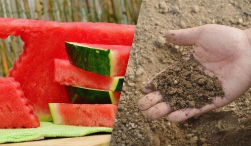 �������� �����: ��� ���������� ����������� ��������� ��� �������