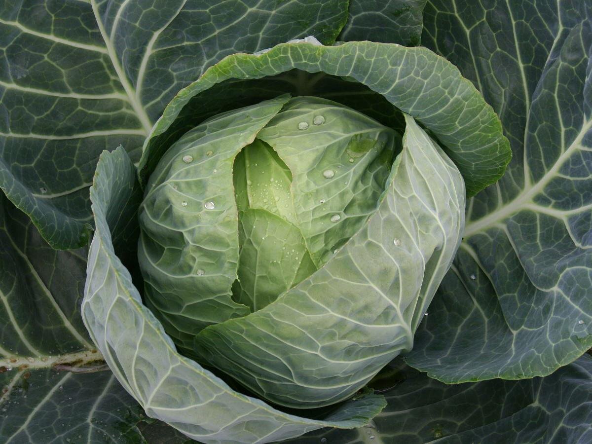 Капуста не прощает ошибок: секреты успешного посева