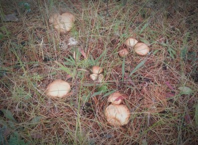 ��������� �����, ������� ����� ����������� � ���� ������