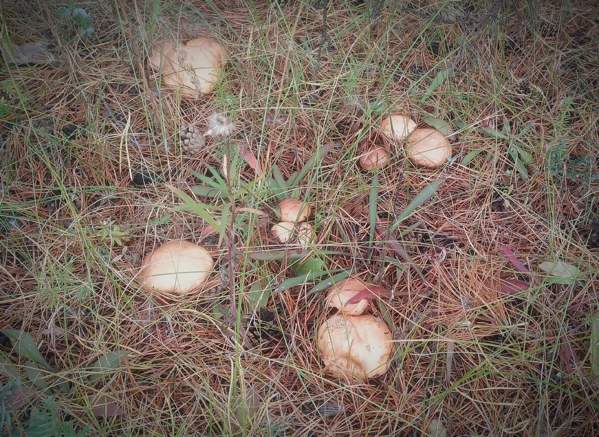 Необычные грибы, которые стоит попробовать в этом сезоне