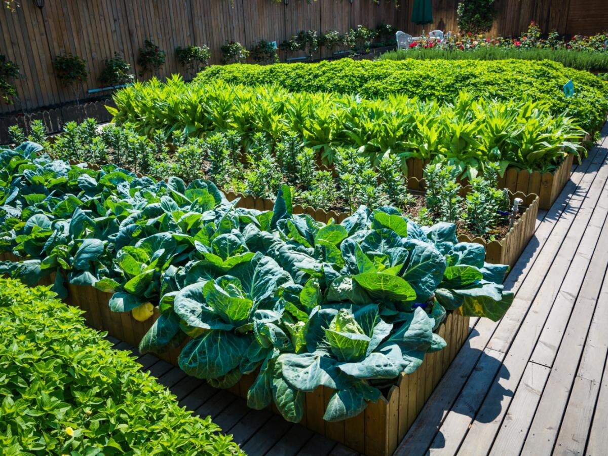 Позднее лето: что посадить в августе для осеннего урожая