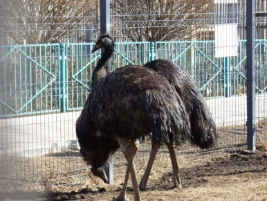 Эму на весенней прогулке. Абаканский Зоопарк делится кадрами восторга братьев наших меньших
