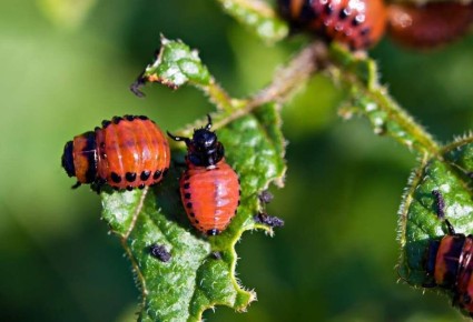 Эффективные способы борьбы с колорадским жуком: натуральные методы