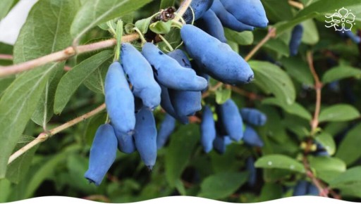 Жимолость: Почему она должна появиться на вашем участке