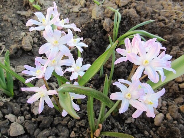 Красота весенних первоцветов: 7 лучших мелколуковичных цветов для клумбы