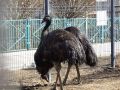 Эму на весенней прогулке. Абаканский Зоопарк делится кадрами восторга братьев наших меньших
