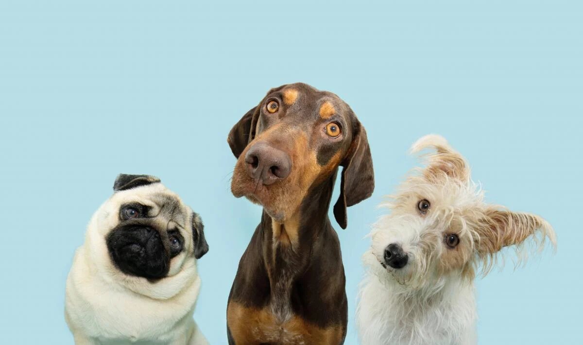 Почему собака наклоняет голову: откровения экспертов