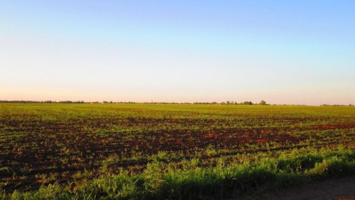 Кислая почва: опасности и решения для дачников