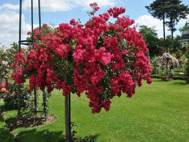 Искусство обрезки роз: секреты для яркого цветения