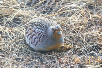 Куропатка попозировала на заповедном «Озере Иткуль»