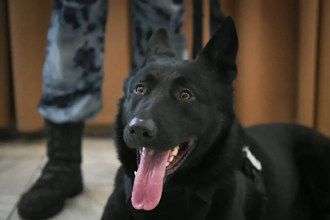 Десять лет на страже порядка: Валентин Коновалов поздравил сотрудников войск национальной гвардии с профессиональным праздником Десять лет на страже порядка: Валентин Коновалов поздравил сотрудников войск национальной гвардии с профессиональным праздником