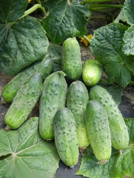 Огурец Левина: идеальный выбор для консервации с великолепным вкусом