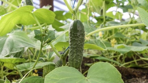 ��� ������� ��������� �������� ������: �������� 12 ������