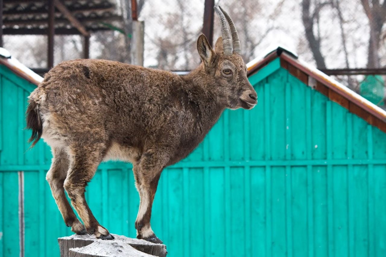 Сибирские горные козлы – козероги Сибирские горные козлы – козероги