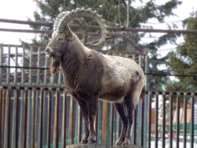 Сибирские горные козлы – козероги