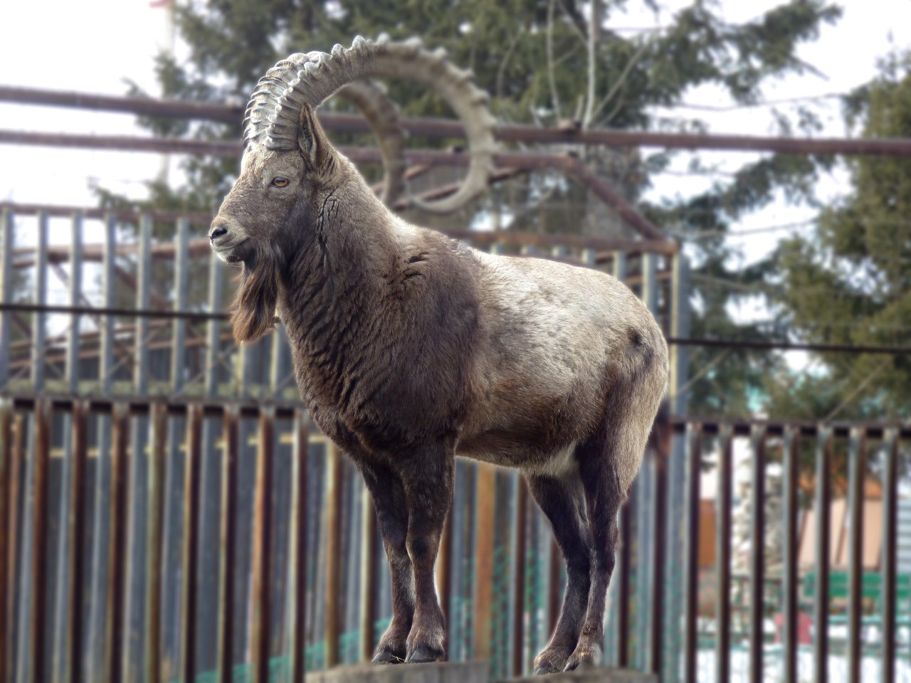 Сибирские горные козлы – козероги