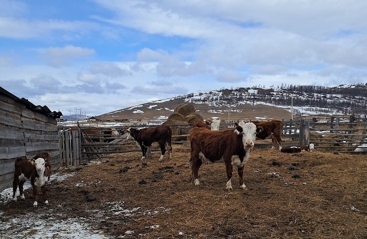 "Агромотиватор" Альберт Пакачаков из аала Картоев "Агромотиватор" Альберт Пакачаков из аала Картоев