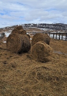 "Агромотиватор" Альберт Пакачаков из аала Картоев "Агромотиватор" Альберт Пакачаков из аала Картоев