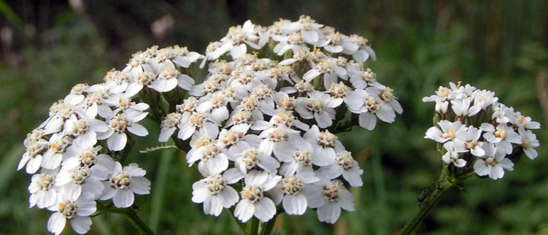 Эффективные народные средства против вредителей и болезней растений