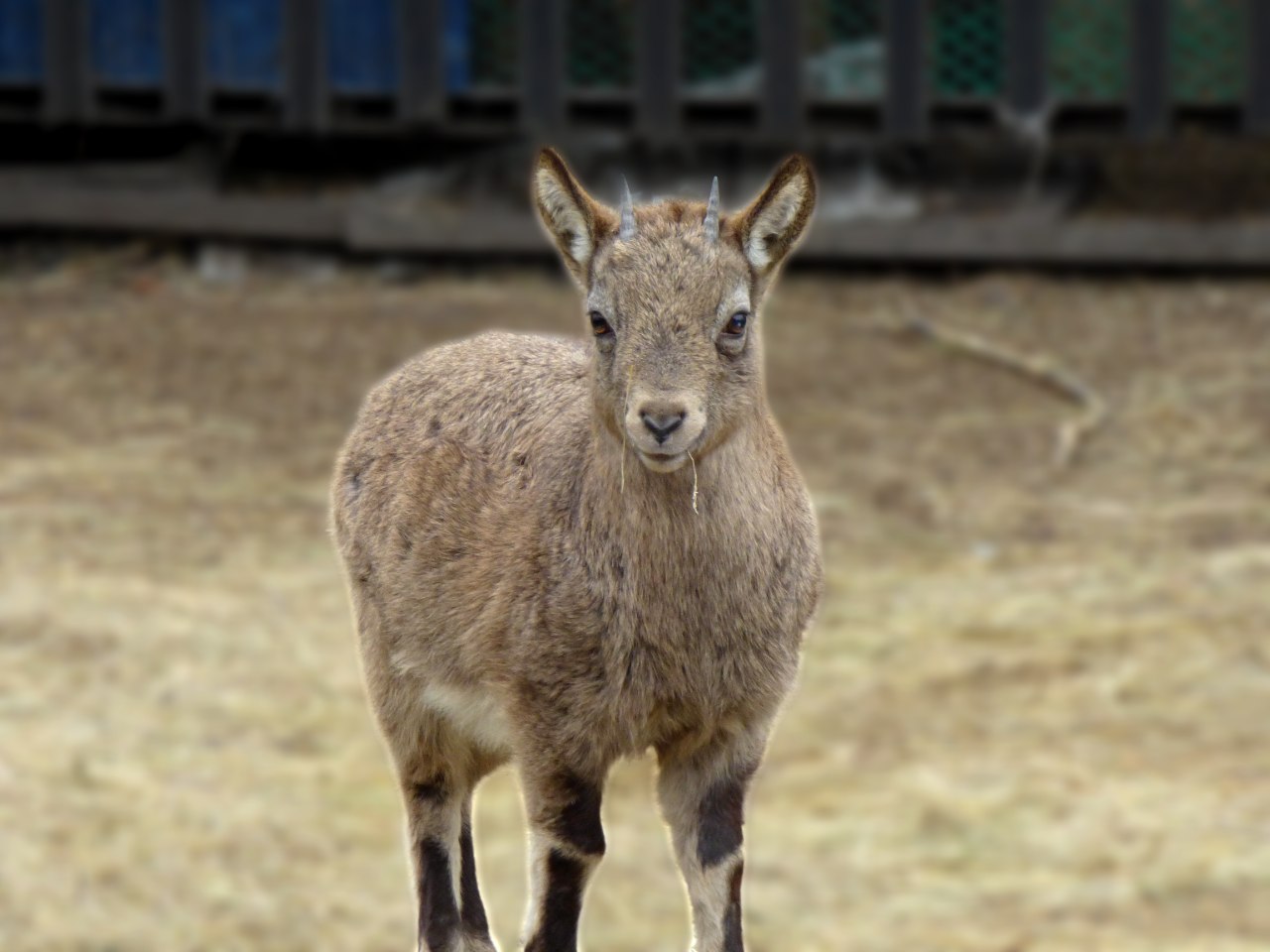 Сибирские горные козлы – козероги Сибирские горные козлы – козероги