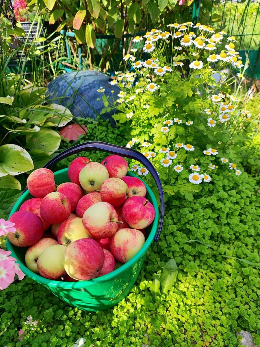 Как подготовить яблоню к зиме: ключевые шаги осеннего ухода