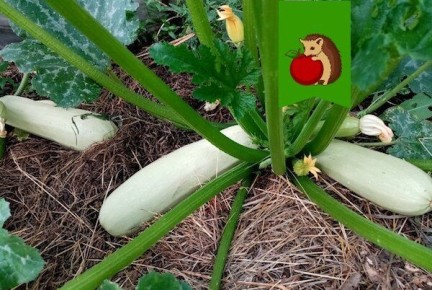 Как продлить урожай кабачков до заморозков: полезные советы