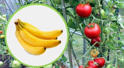 Эффективные домашние удобрения, о которых вы не догадывались