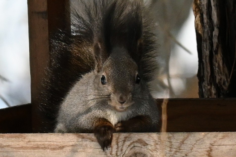 Гипноз от белки: забавную лесную жительницу, выпрашивающую вкусняшки, запечатлели лесопожарные на юге края Гипноз от белки: забавную лесную жительницу, выпрашивающую вкусняшки, запечатлели лесопожарные на юге края