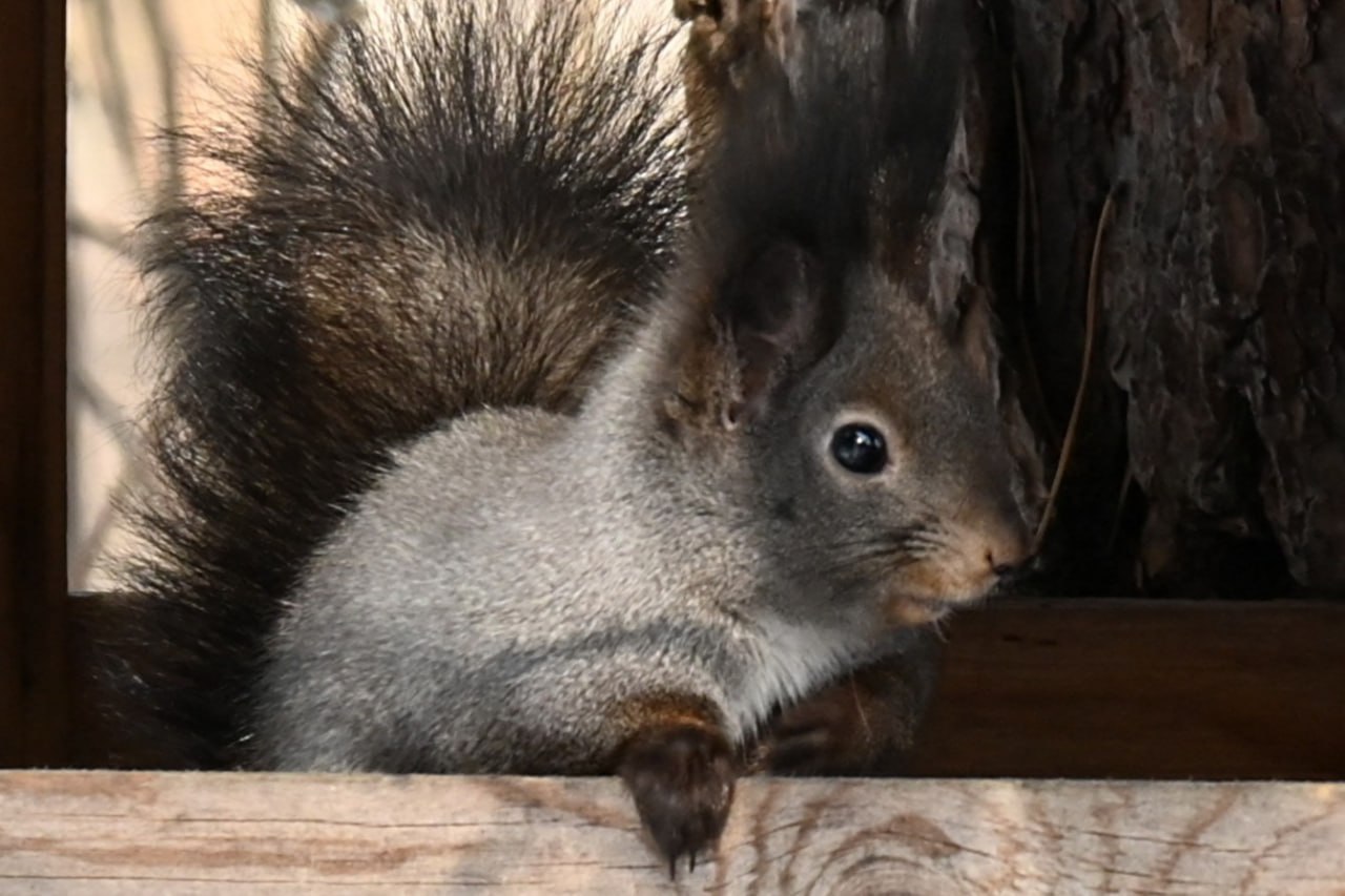 Гипноз от белки: забавную лесную жительницу, выпрашивающую вкусняшки, запечатлели лесопожарные на юге края Гипноз от белки: забавную лесную жительницу, выпрашивающую вкусняшки, запечатлели лесопожарные на юге края