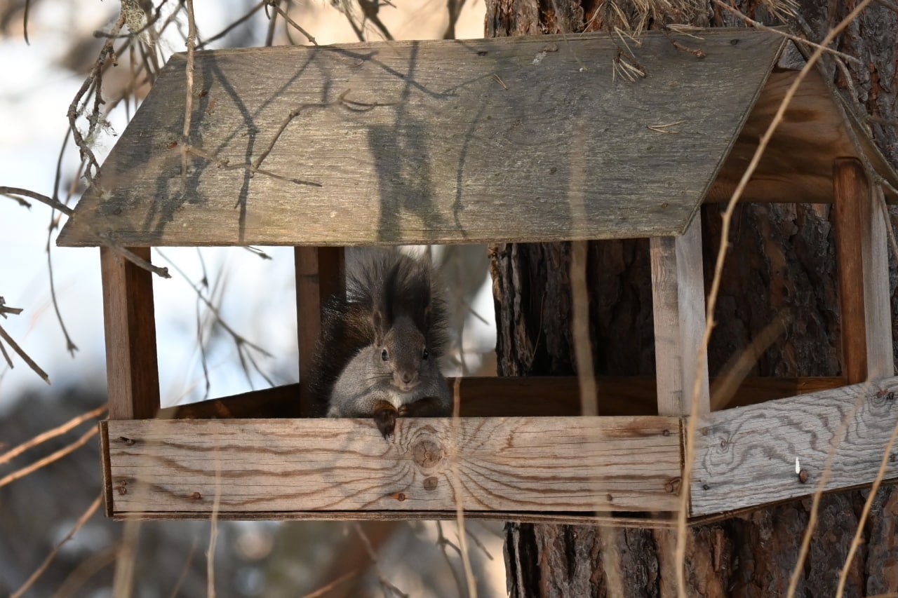 Гипноз от белки: забавную лесную жительницу, выпрашивающую вкусняшки, запечатлели лесопожарные на юге края Гипноз от белки: забавную лесную жительницу, выпрашивающую вкусняшки, запечатлели лесопожарные на юге края
