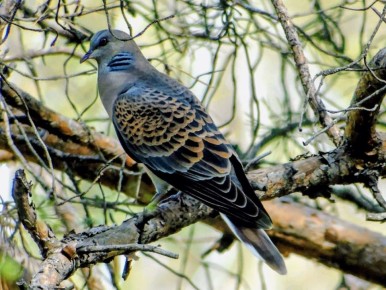 «В чешуе, как жар горя»: невероятной красоты краснокнижная горлица попалась в кадр краевым лесопожарным