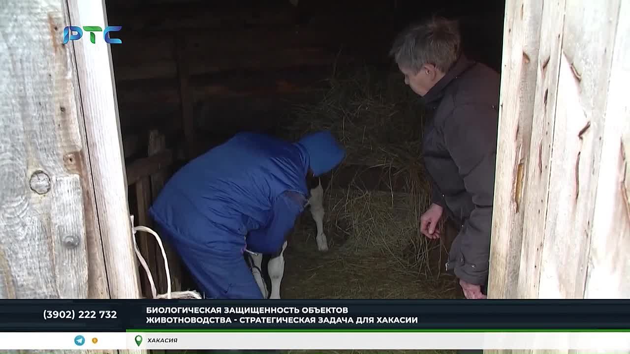 В ХАКАСИИ СОХРАНЯЕТСЯ РИСК ЗАРАЖЕНИЯ ЖИВОТНЫХ