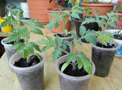 Весенние заботы: что нужно сделать в саду и огороде в апреле