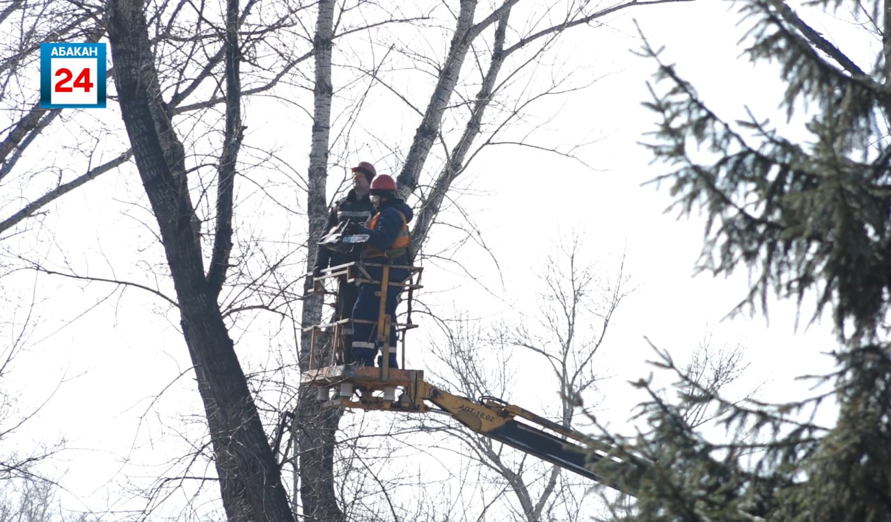 Молодые саженцы заменят старые тополя: пирамидальный тополь, хвойники, лиственные деревья и декоративные кустарники украсят абаканский Парк Победы Молодые саженцы заменят старые тополя: пирамидальный тополь, хвойники, лиственные деревья и декоративные кустарники украсят абаканский Парк Победы