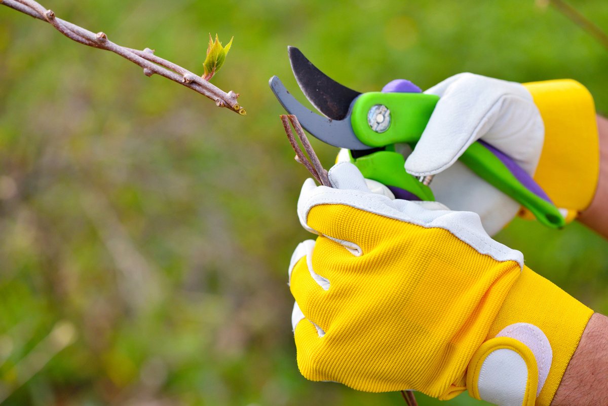 Как правильно дезинфицировать садовый инструмент и гарантировать здоровье растений