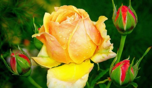 ��� ����������� ���� � ����: ������� ����� � �����������